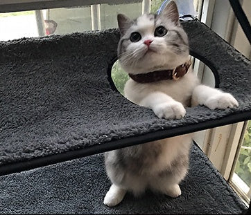 Removable Double-Layer Cat Window Hammock